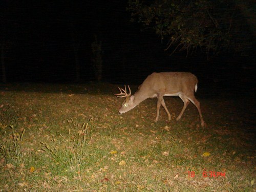 Eight point buck