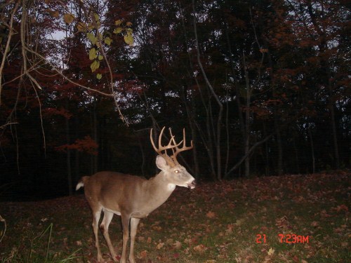 Nine point buck