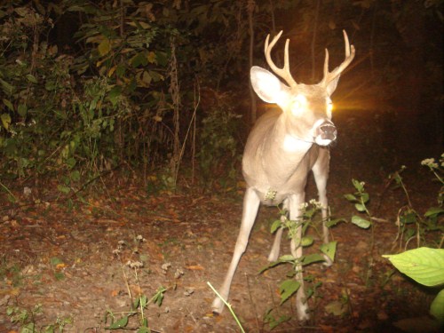 Small eight point buck