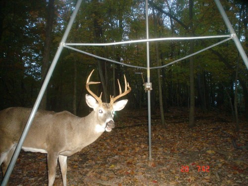 Buck with split brow tine