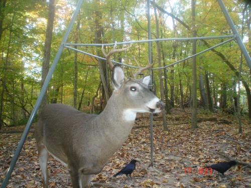 Young eight point buck