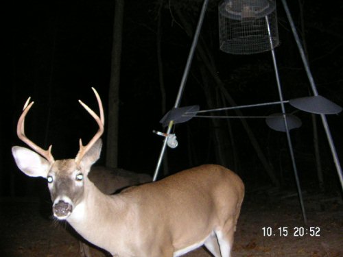 6 point whitetail buck