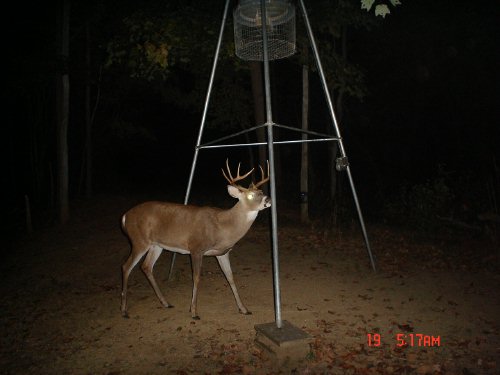 9 point whitetail buck