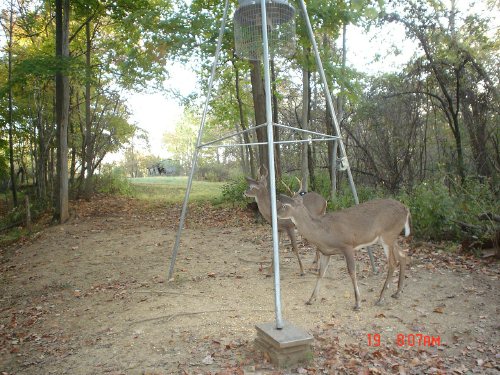 Spike and five point whitetail bucks