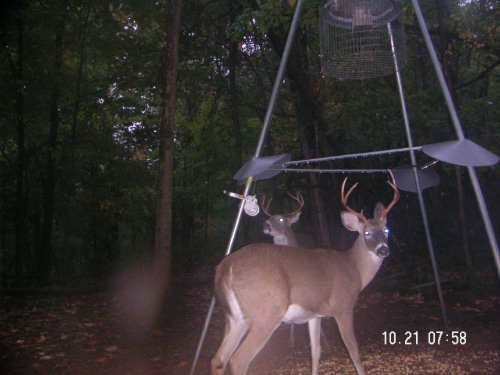 two whitetail bucks