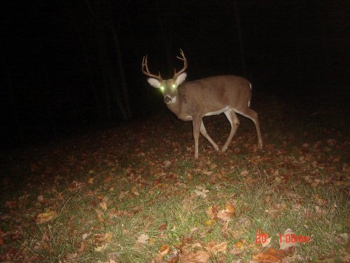 Big eight point buck