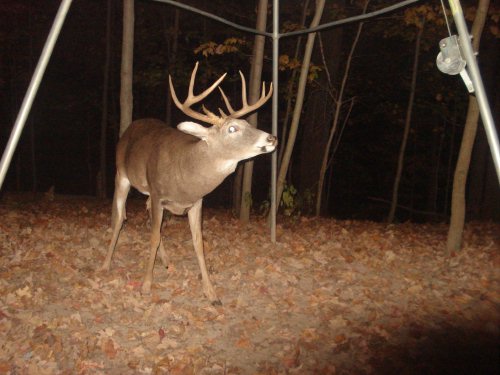 Nine point buck