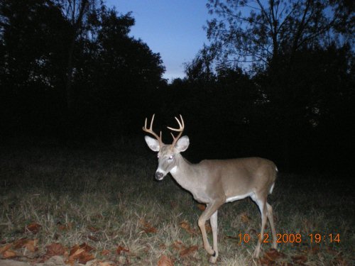 Small eight point buck