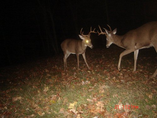 Odd rack nine point buck