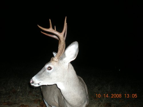 Tall rack eight point buck