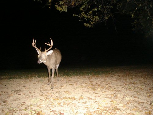 Ten Point buck