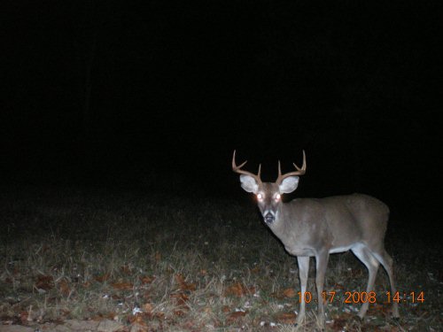 Wide rack eight point buck