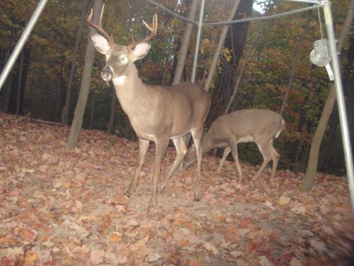 Wide rack buck