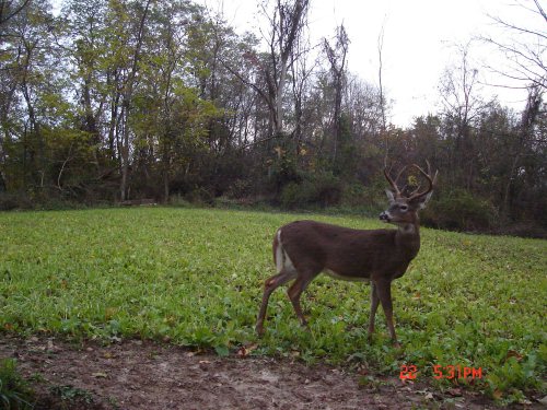 Big eight point buck