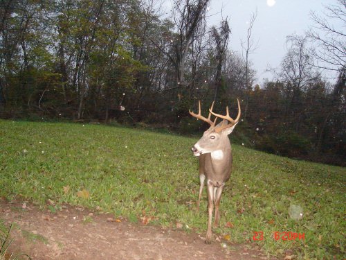 Nine point buck