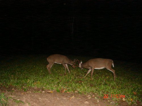 Sparring whitetail bucks