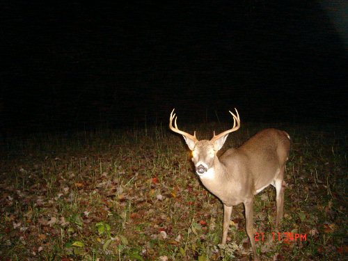 Wide eight point buck