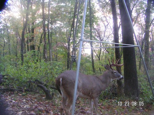 nine point whitetail buck