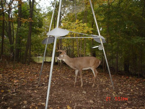 Nine point whitetail buck