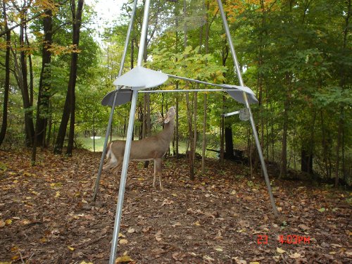 seven point whitetail buck