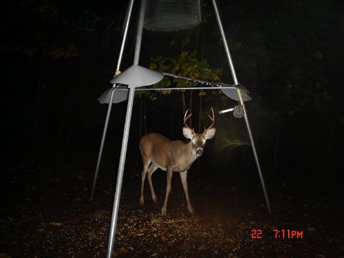 six point whitetail buck