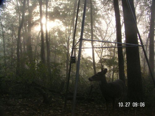 Young whitetail buck