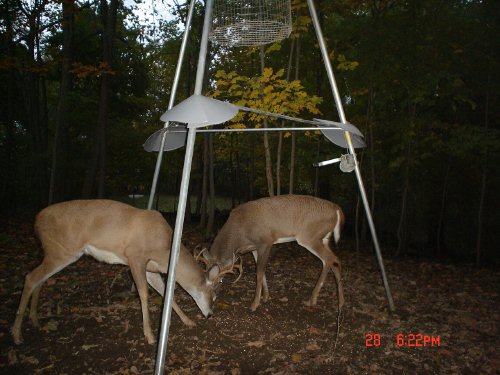 Fighting whitetail bucks