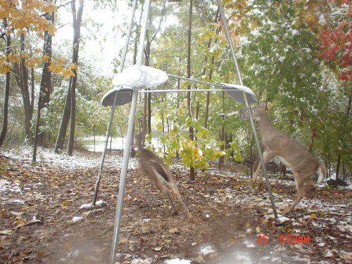 Fighting whitetail deer