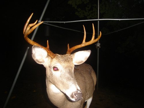 Buck with a bent antler tine