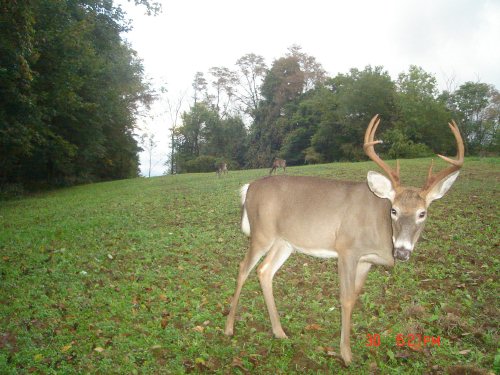 Eight point buck