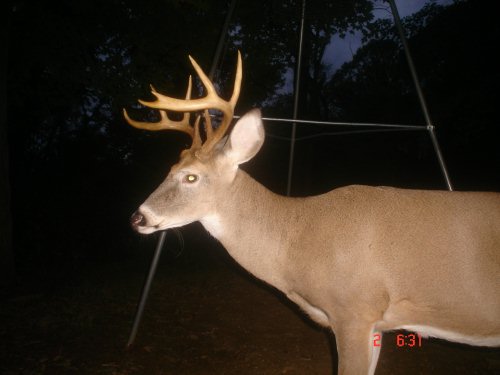 Nine point buck