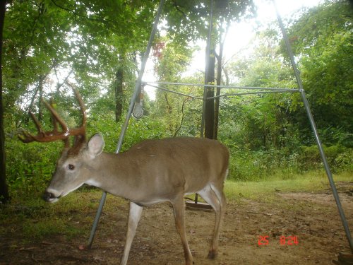 Tall racked ten point buck