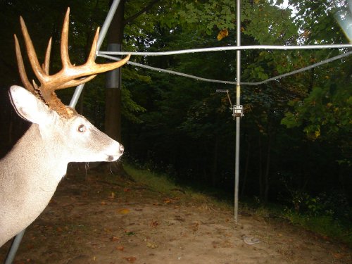 Wide racked ten point buck