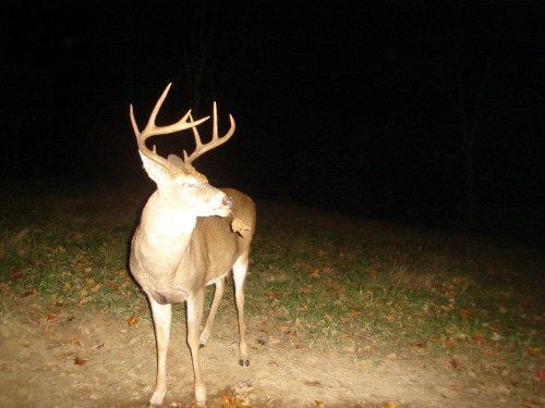 9 Point buck