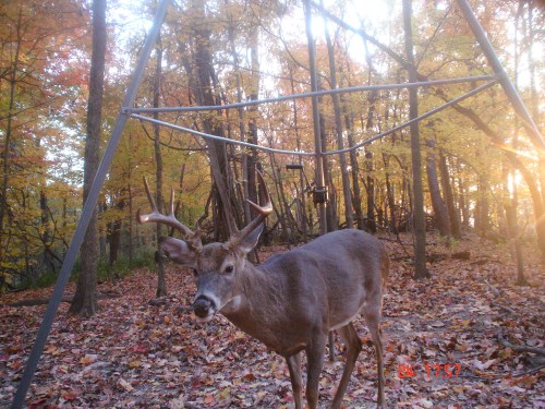 Big eight point buck