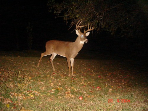 Big nine point buck