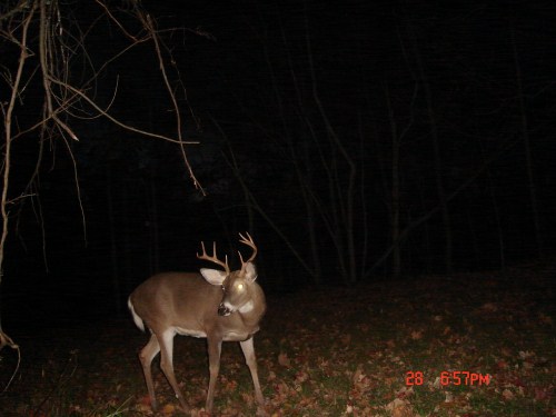 Crab claw buck