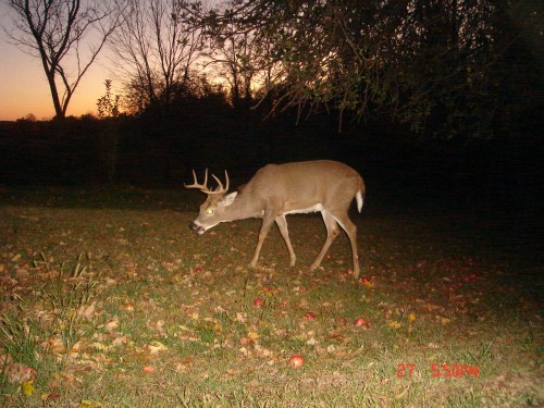 Eight point buck