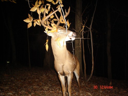 Buck at a licking branch