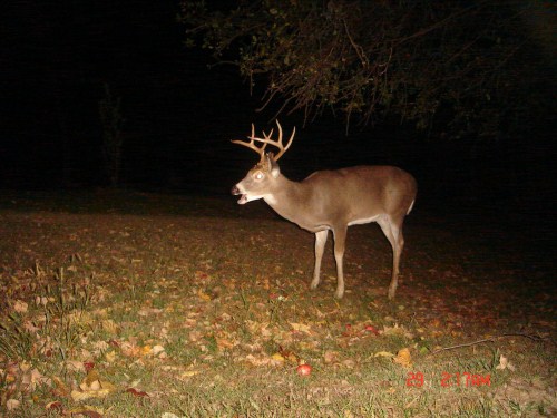 Nine point buck