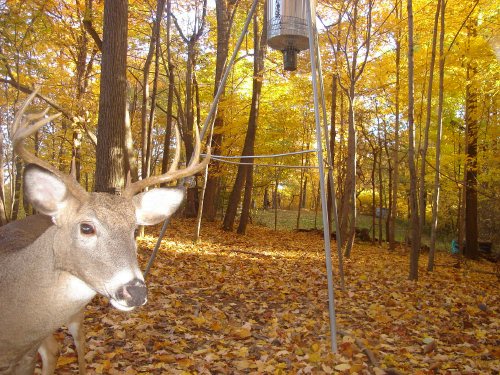 Buck with bent antler tine