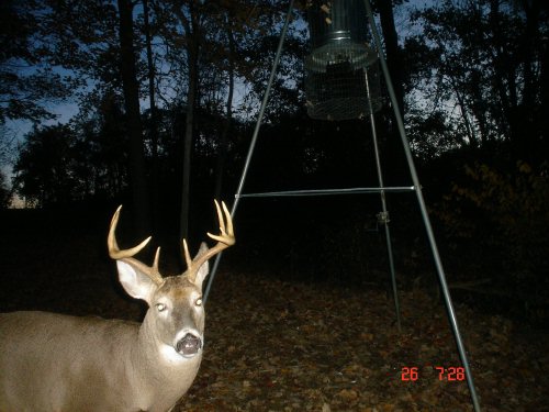 Nine point buck