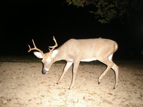 Eight point buck