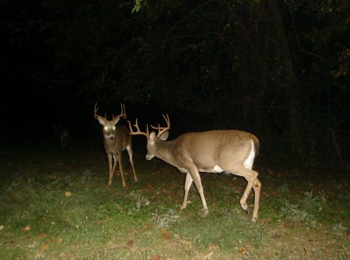 Fighting whitetail bucks