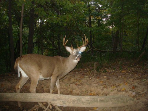 Nine point whitetail buck