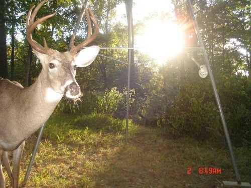 Odd nine point buck