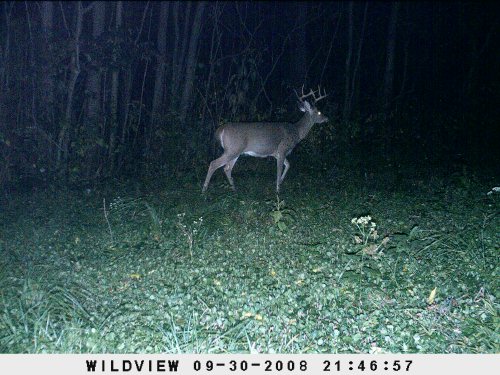 Ten point whitetail buck