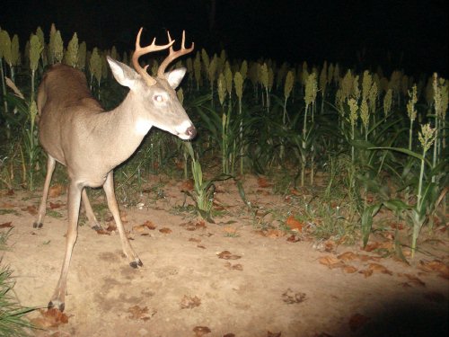 Small seven point buck