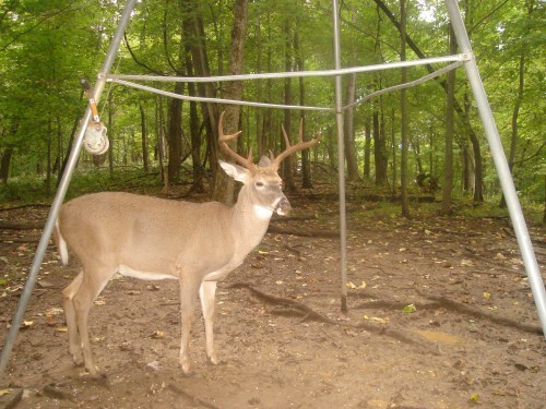 Big eight point buck