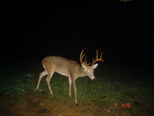 big ten point buck